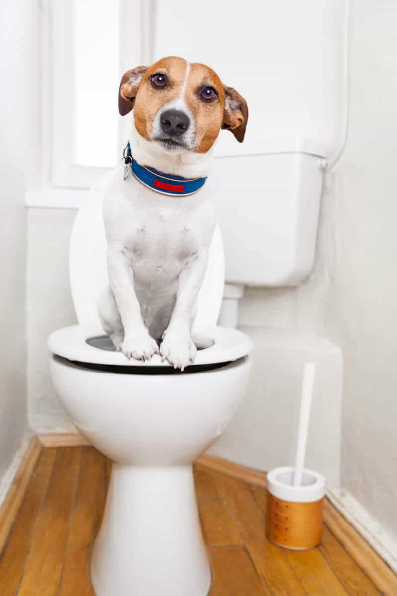 Dog using deals toilet